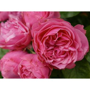 Ruža popínavá (Rosa climber) ´LEONARDO DA VINCI´® - výška 100-130 cm, kont. C5L